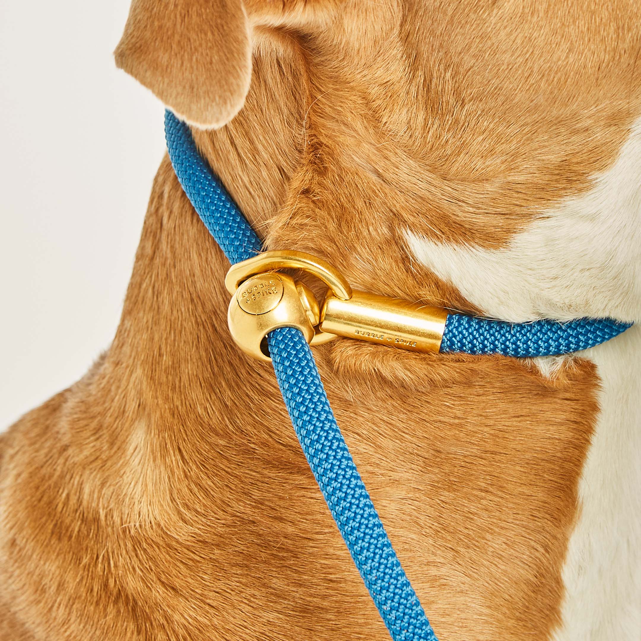 Why a slip lead leash is a great tool for training