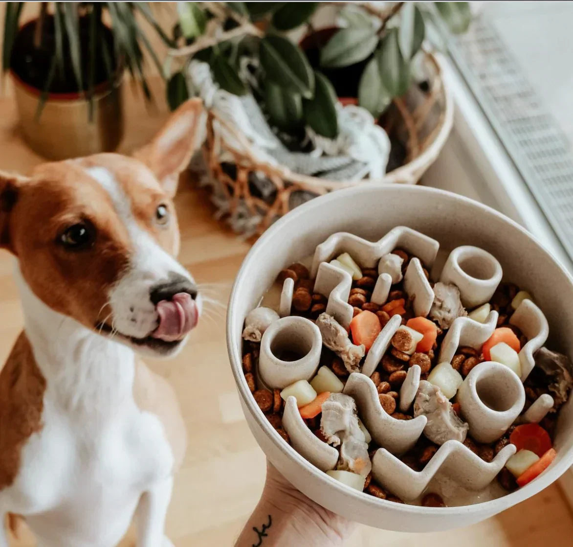 Why a slow feeder bowl is essential for fast-eating dogs