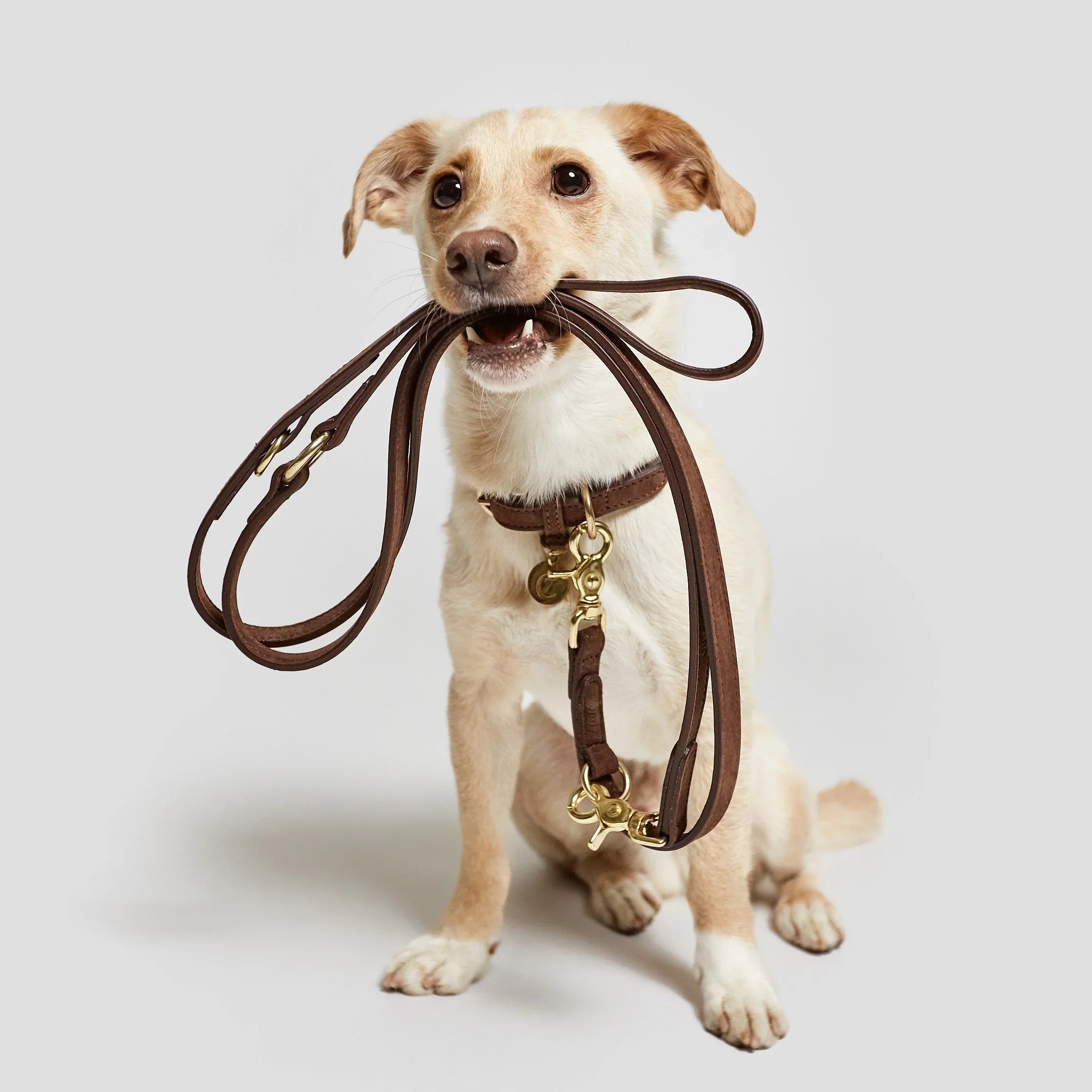 Leashes