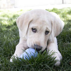 KONG Puppy Wobbler