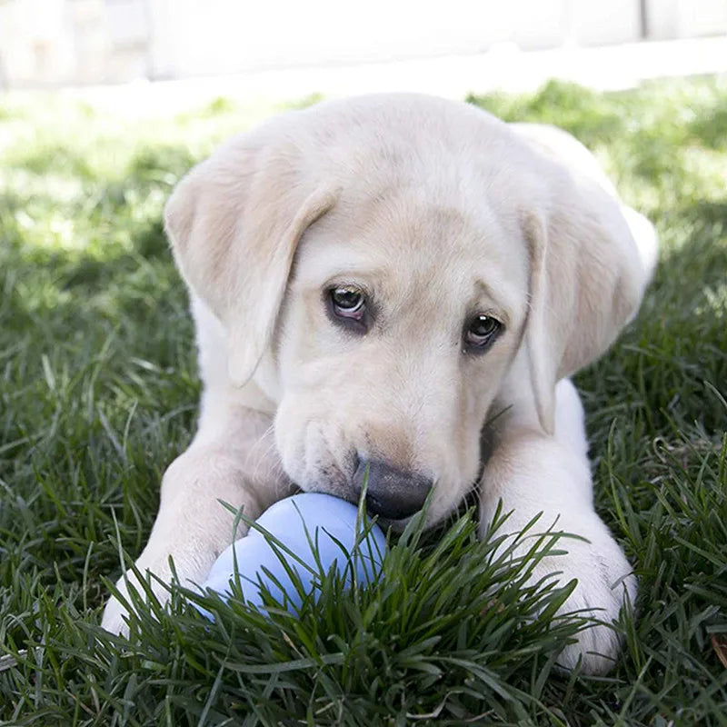 KONG Puppy Wobbler