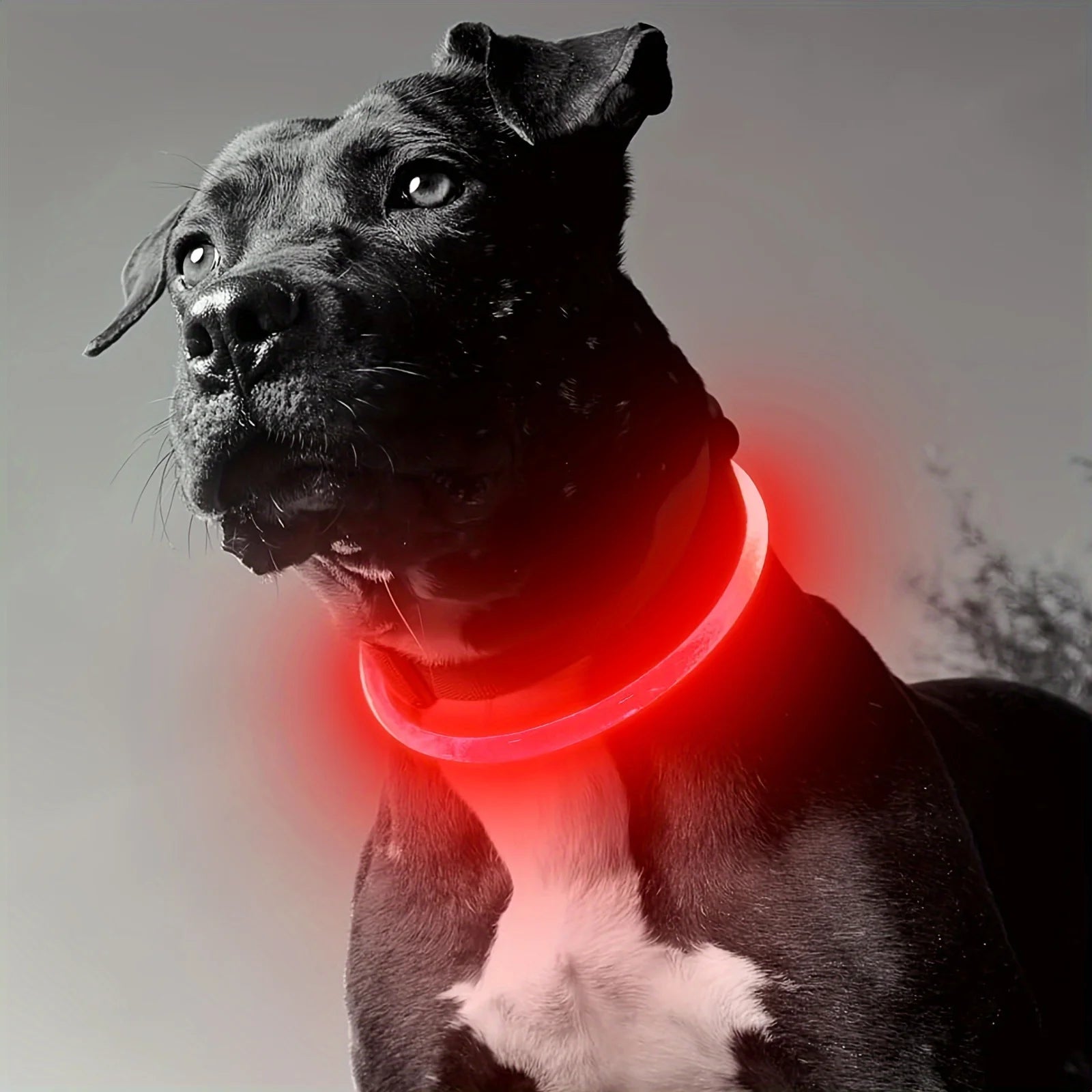 Rechargeable Dog LED Light Collar